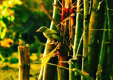 Green Bird On Green Bamboo